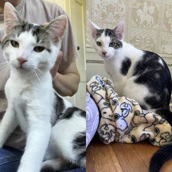 Lake & Parker -  Domestic Short Hair Cat for Adoption in Honeoye, New York - Lake & Parker | PetCurious