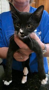Checkers -  Domestic Short Hair Cat for Adoption in Phoenix, Arizona - Checkers | PetCurious