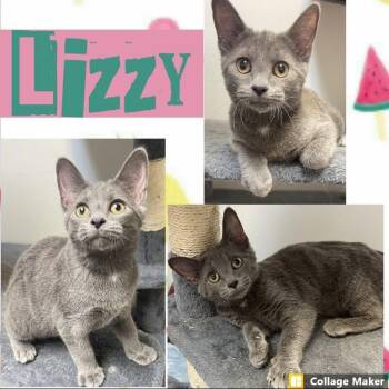 Lizzy -  Domestic Short Hair Cat for Adoption in Clearfield, Pennsylvania - Lizzy | PetCurious