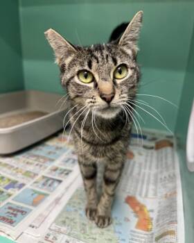 Gaia -  Domestic Short Hair Cat for Adoption in Novato, California - Gaia | PetCurious
