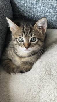 Scrappy -  Domestic Short Hair Cat for Adoption in Fishers, Indiana - Scrappy | PetCurious