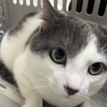 Domestic Short Hair Cats Available for Adoption in Lufkin, Texas - Ace | PetCurious
