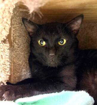 Domestic Short Hair Cats Available for Adoption in Columbia, Illinois - Hank | PetCurious