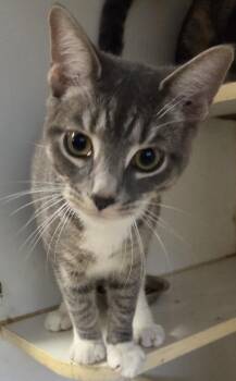 Purple Rain -  Domestic Short Hair Cat for Adoption in Mansfield, Connecticut - Purple Rain | PetCurious