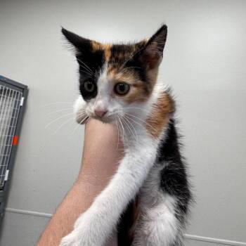 Lemon Lime -  Domestic Short Hair Cat for Adoption in Columbiana, Alabama - Lemon Lime | PetCurious