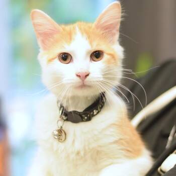 Shaddix -  Domestic Short Hair Cat for Adoption in Belleville, Illinois - Shaddix | PetCurious