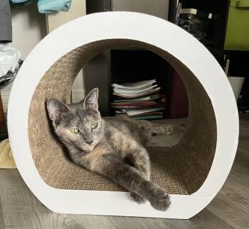 Rescue Dilute Tortoiseshell Cats for Adoption in Beverly Hills, California - Bella | PetCurious