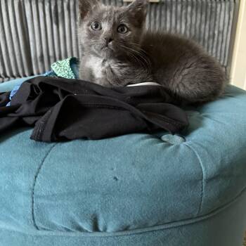 Solene -  Domestic Short Hair Cat for Adoption in Omaha, Nebraska - Solene | PetCurious