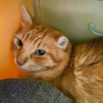 Pumpkin -  Domestic Long Hair Cat for Adoption in Oshkosh, Wisconsin - Pumpkin | PetCurious