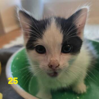 Yoko -  Domestic Medium Hair Cat for Adoption in Los Angeles, California - Yoko | PetCurious