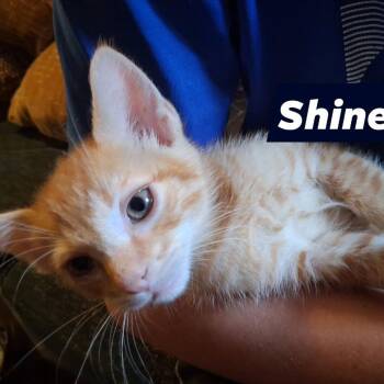 Shine -  Domestic Short Hair Cat for Adoption in New Tazewell, Tennessee - Shine | PetCurious