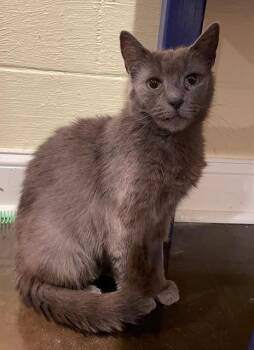 Rescue Domestic Short Hair Cats for Adoption in Woodland Park, New Jersey - Harriet (LE) | PetCurious