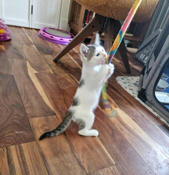 Sergei -  Domestic Short Hair Cat for Adoption in Fort Lupton, Colorado - Sergei | PetCurious