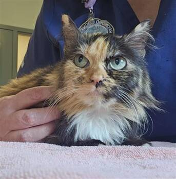 Domestic Medium Hair Cats Available for Adoption in Clyde, North Carolina - SPARROW | PetCurious