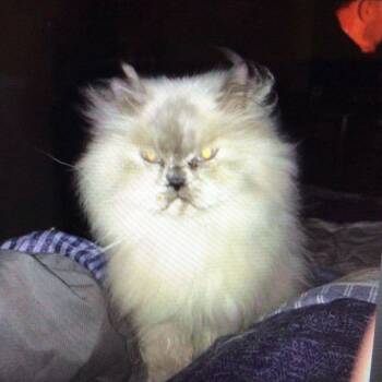Purrl -  Himalayan Cat for Adoption in New Orleans, Louisiana - Purrl | PetCurious
