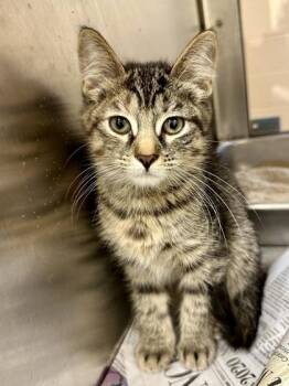 Columbia -  Domestic Short Hair Cat for Adoption in Wichita, Kansas - Columbia | PetCurious