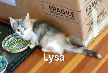 Lysa -  Domestic Long Hair Cat Available for Adoption in Plattsburgh, New York - Lysa | PetCurious