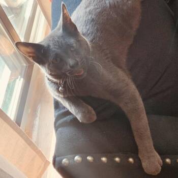 Koal -  Russian Blue Cat for Adoption in Chicago, Illinois - Koal | PetCurious