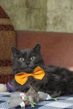 NAYLA -  British Longhair Cat for Adoption in New York, New York - NAYLA | PetCurious