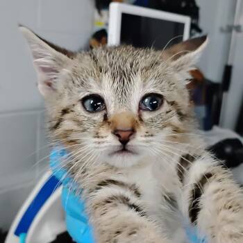 Bailey -  Domestic Short Hair Cat for Adoption in Summerville, South Carolina - Bailey | PetCurious