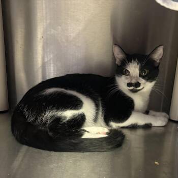 IVHS-Stray-141467_2 -  Domestic Short Hair Cat for Adoption in San Gabriel, California - IVHS-Stray-141467_2 | PetCurious