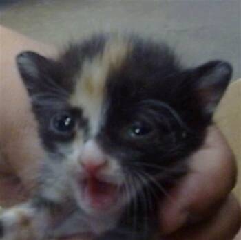 Rescue Domestic Short Hair Cats for Adoption in Dallas, Texas - MIRACLE | PetCurious