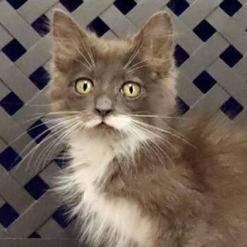 Scrubs -  Domestic Long Hair Cat for Adoption in Midland, Texas - Scrubs | PetCurious