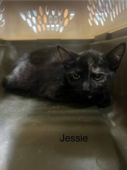 Rescue Domestic Short Hair Cats for Adoption in Glenfield, New York - Jessie | PetCurious