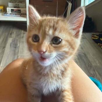 Opal -  Domestic Short Hair Cat for Adoption in Madison, Wisconsin - Opal | PetCurious