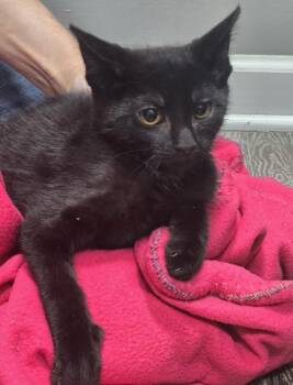 Bowser -  Domestic Short Hair Cat for Adoption in Dickson, Tennessee - Bowser | PetCurious
