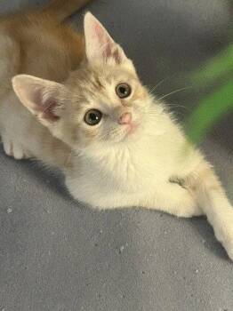 Graham -  Domestic Short Hair Cat for Adoption in Candler, North Carolina - Graham | PetCurious