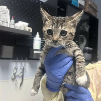 Baklava -  Domestic Short Hair Cat for Adoption in Salt Lake City, Utah - Baklava | PetCurious