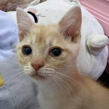 Scotch -  Domestic Short Hair Cat for Adoption in Long Beach, California - Scotch | PetCurious