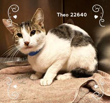 THEO -  Domestic Short Hair Cat for Adoption in Marietta, Georgia - THEO | PetCurious