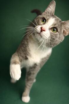 Domestic Short Hair Cats Available for Adoption - Fish | PetCurious