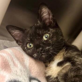 Antonelli -  Domestic Short Hair Cat for Adoption in Walnut Creek, California - Antonelli | PetCurious