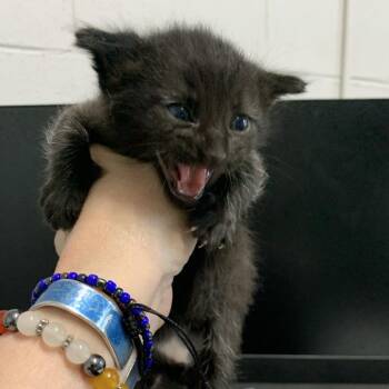 Domestic Short Hair Cats Available for Adoption in Buchanan Dam, Texas - Dill | PetCurious