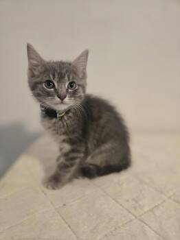 Purrlock Holmes -  Tabby Cat Available for Adoption in Cary, North Carolina - Purrlock Holmes | PetCurious