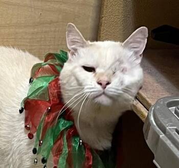 Rescue British Shorthair Cats for Adoption in Charlotte, North Carolina - Jim | PetCurious