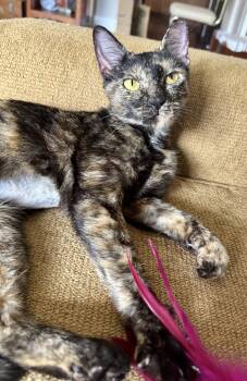Bubbles (from Sewage to Strikes) -  Tortoiseshell and Domestic Short Hair Cat for Adoption in Houston, Texas - Bubbles (from Sewage To Strikes) | PetCurious