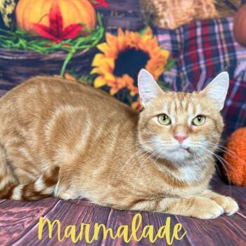 Rescue Tabby and Domestic Short Hair Cats for Adoption in Greensburg, Pennsylvania - Marmalade | PetCurious