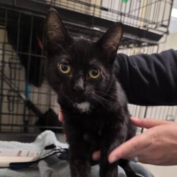 Flannel -  Domestic Short Hair Cat for Adoption - Flannel | PetCurious