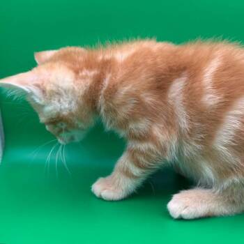 Cutie Pie -  Domestic Short Hair Cat for Adoption in Elfin Forest, California - Cutie Pie | PetCurious