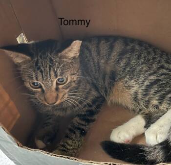 Rescue Domestic Short Hair Cats for Adoption in Safety Harbor, Florida - Tommy | PetCurious