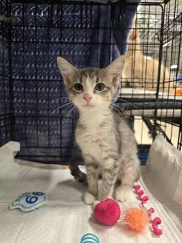 Katmai -  Domestic Short Hair Cat for Adoption in East Lansing, Michigan - Katmai | PetCurious