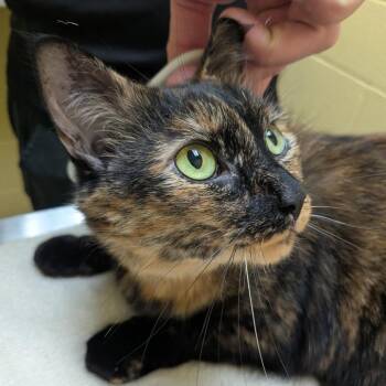 Holly Jolly -  Domestic Short Hair Cat for Adoption in Walker, Michigan - Holly Jolly | PetCurious