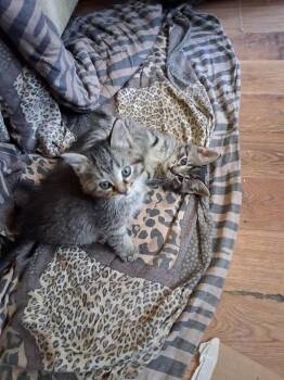 Roxie -  Tabby Cat Available for Adoption in Marlette, Michigan - Roxie | PetCurious
