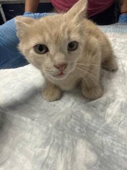 Domestic Short Hair Cats Available for Adoption in North Charleston, South Carolina - 05165B Gideon Petsmart Summerville | PetCurious