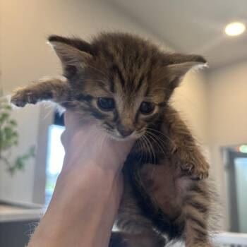 Siku -  Domestic Short Hair Cat for Adoption in Louisville, Kentucky - Siku | PetCurious