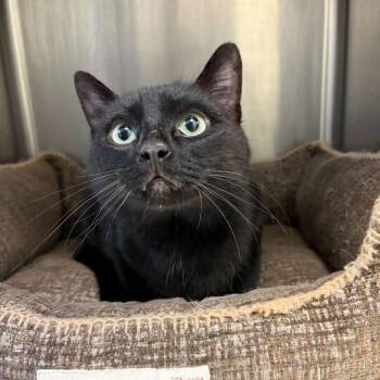 Domestic Short Hair Cats Available for Adoption - Maya Winky | PetCurious